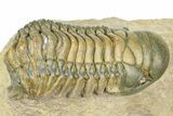 Zlichovaspis Trilobite With Crotalocephalina - Atchana, Morocco #363239-6